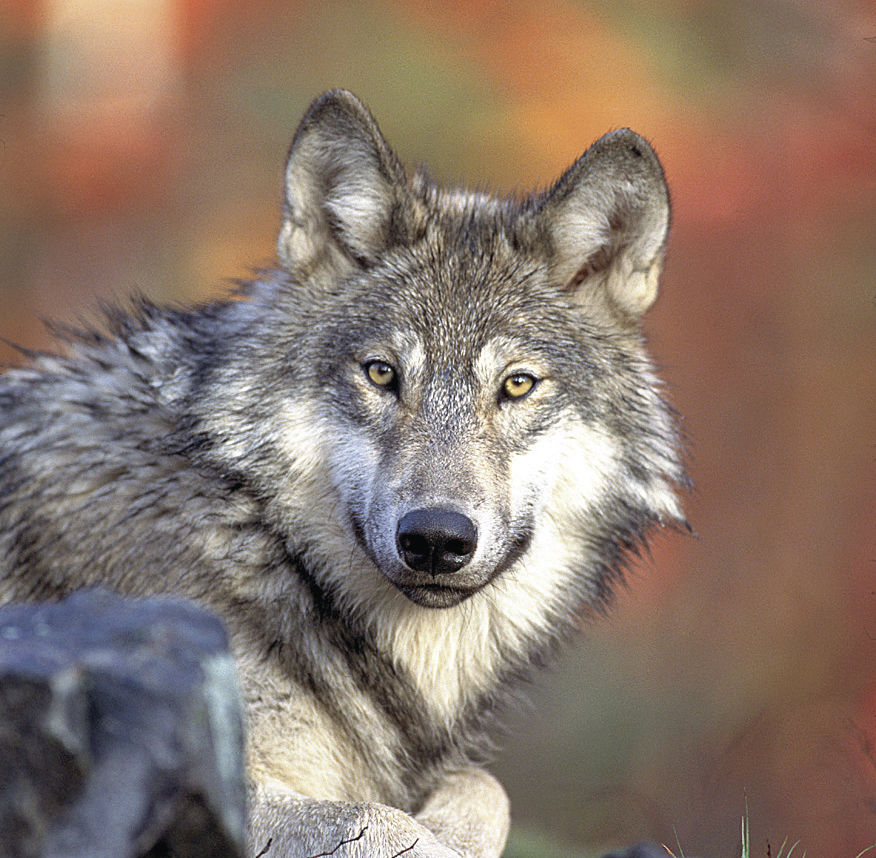 Wolf